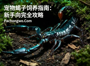 宠物蝎子饲养指南：新手向完全攻略