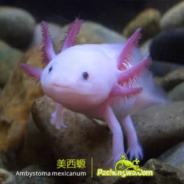 美西螈（墨西哥钝口螈，Ambystoma mexicanum）图鉴配图