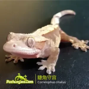 Correlophus ciliatus 睫角守宫图鉴