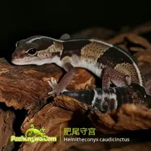 肥尾守宫:温顺黏人的治愈小胖尾