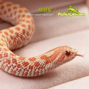 猪鼻蛇(Heterodon nasicus)图鉴配图