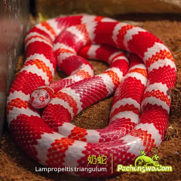 奶蛇(Lampropeltis 属)图鉴配图
