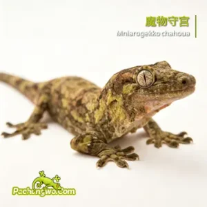 魔物守宫：苔藓色温顺树栖守宫
