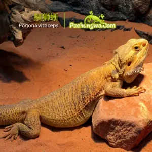 鬃狮蜥好养吗？会黑须示威但温顺的澳洲蜥