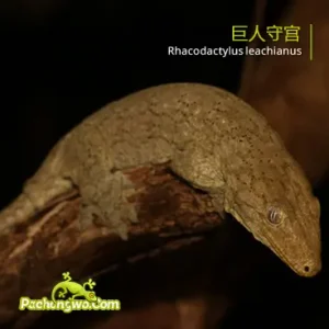 巨人守宫：现存最大的温顺树栖守宫