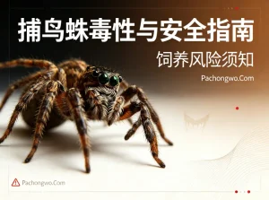 捕鸟蛛毒性与安全指南：饲养风险须知
