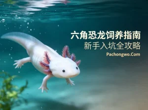 六角恐龙饲养指南：新手入坑全攻略