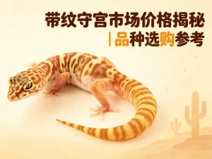 带纹守宫市场价格参考