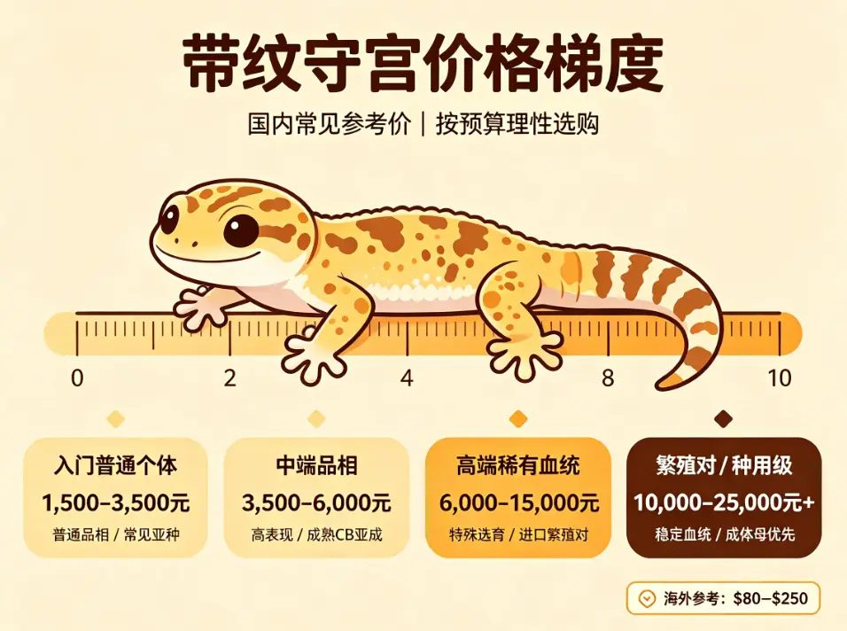 带纹守宫价格梯度表