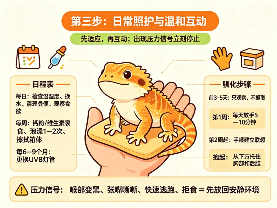 饲养鬃狮蜥第三步：日常照护与温和互动