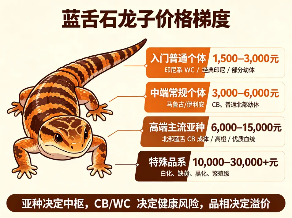 蓝舌石龙子价格梯度表