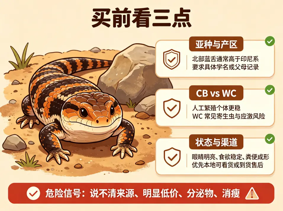 购买蓝舌石龙子先看这三点