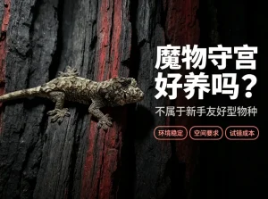 魔物守宫好养吗，不属于新手爬宠