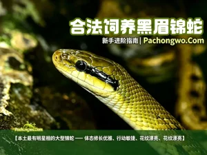合法饲养黑眉锦蛇