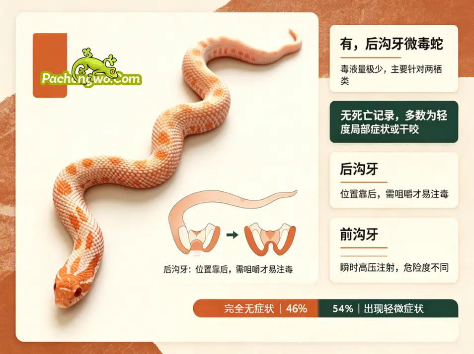 猪鼻蛇毒性详解