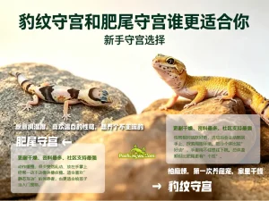 豹纹守宫和肥尾守宫谁更适合你，新手守宫选择