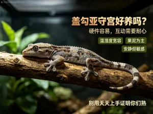 盖勾亚守宫好养吗，互动需要耐心
