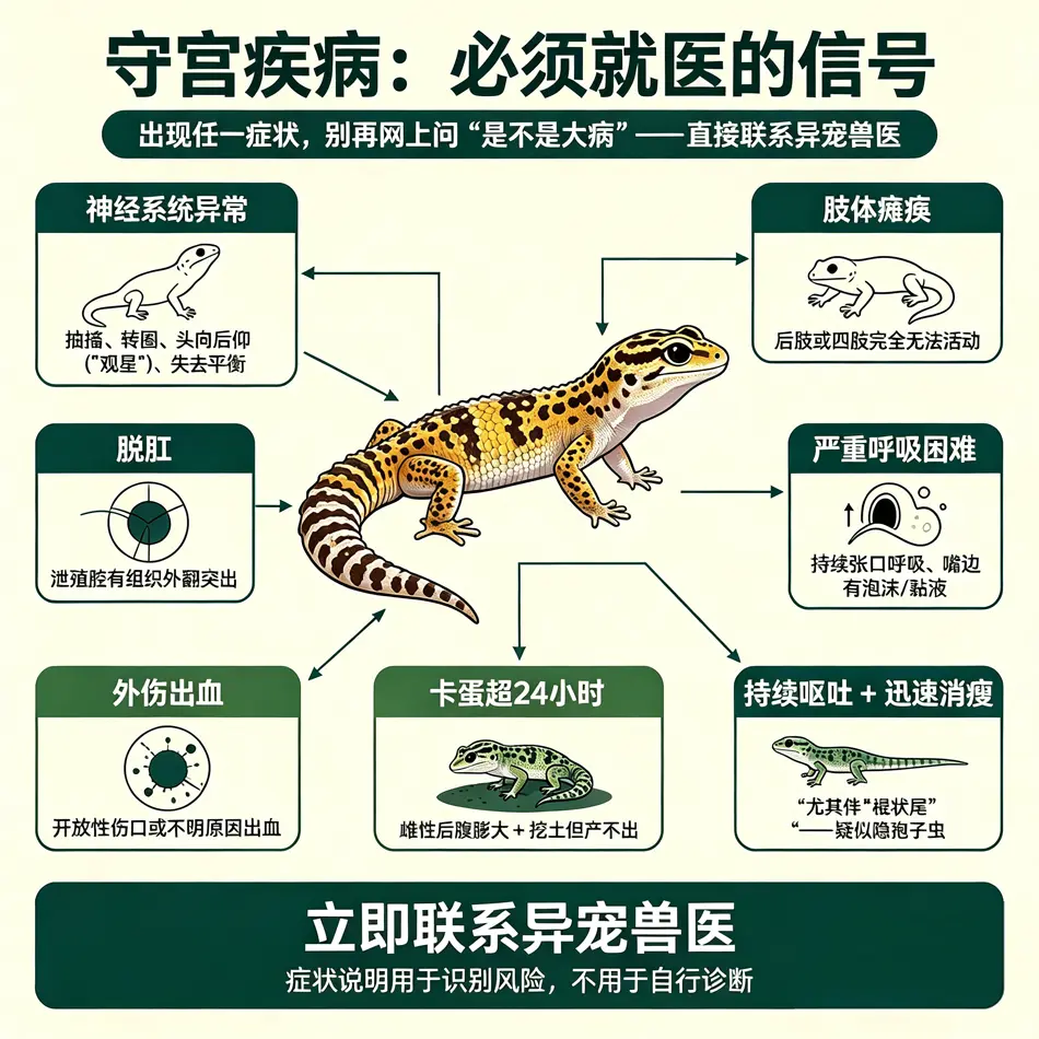守宫疾病：必须就医的信号