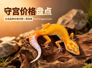 守宫价格盘点
