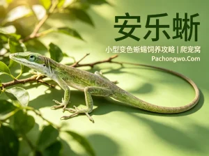 安乐蜥怎么养