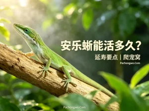 安乐蜥能活多久？延寿要点