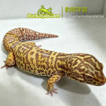 豹纹守宫