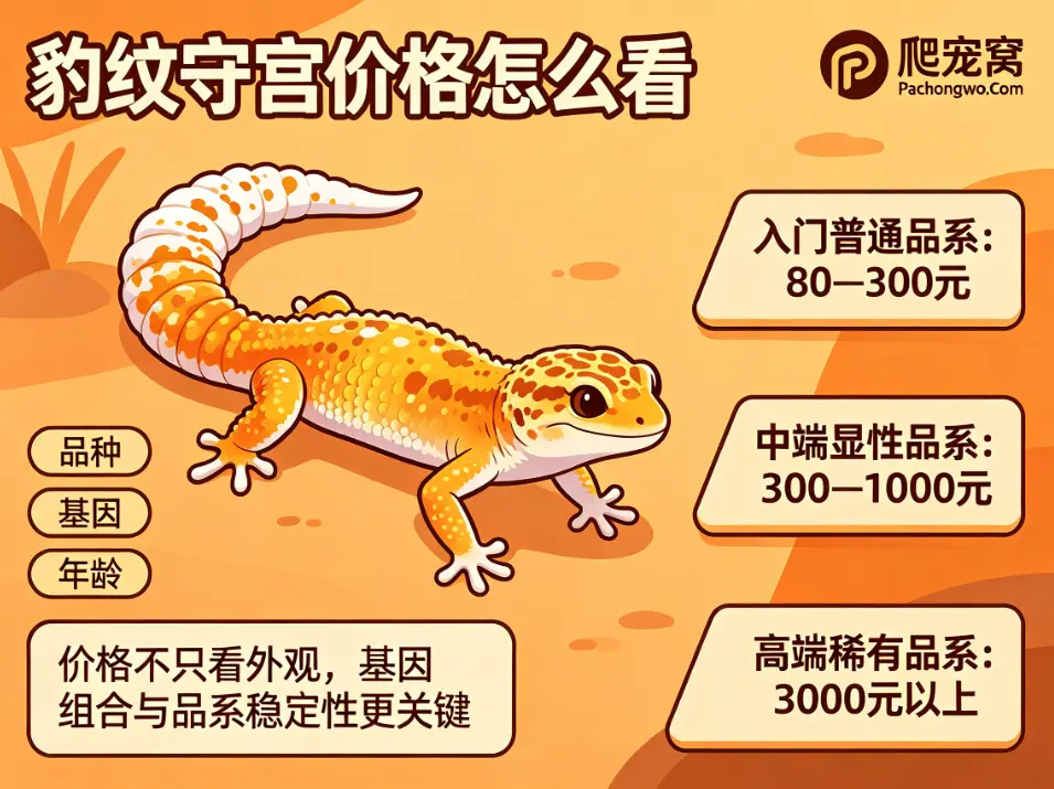 豹纹守宫价格怎么看