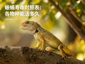 蜥蜴寿命对照表：各物种能活多久