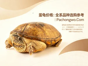 蛋龟价格：全系品种选购参考