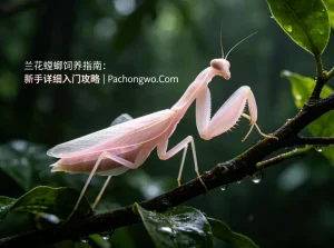 兰花螳螂饲养指南：新手详细入门攻略