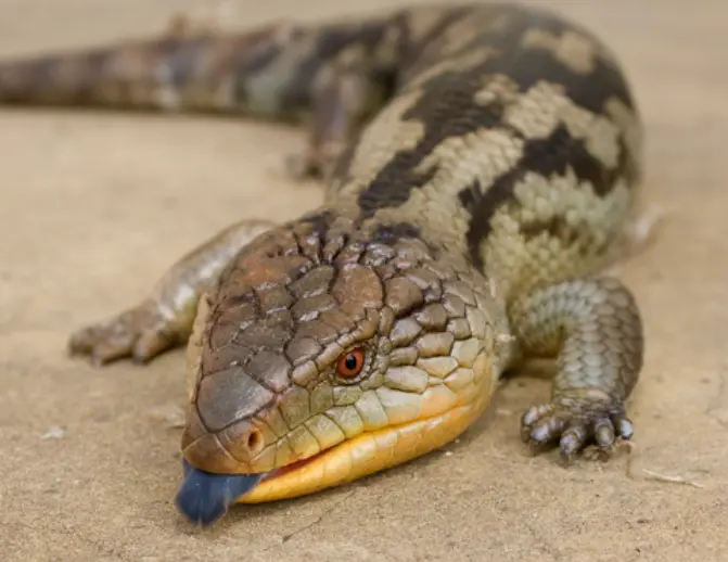 蓝舌石龙子（Blue-tongued Skink）