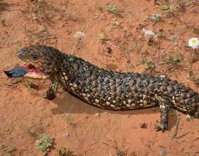 松果蜥（Shingleback Skink）