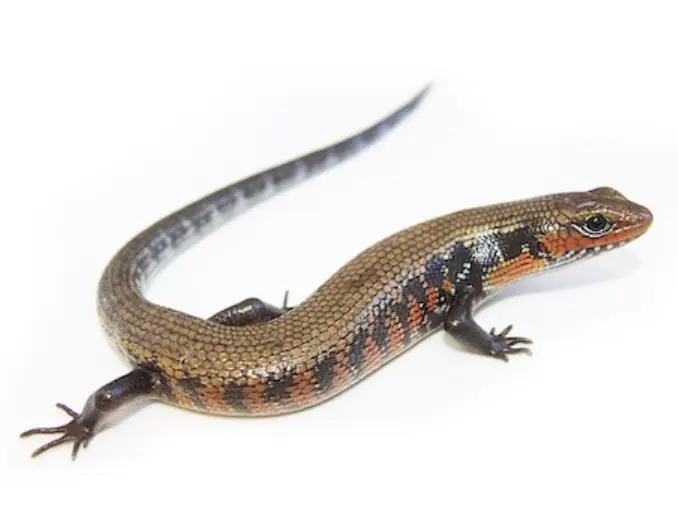 火石龙子 / 火焰石龙子（Fire Skink）