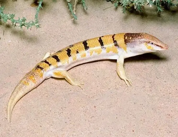 砂鱼蜥 / 砂鱼石龙子（Sandfish Skink）