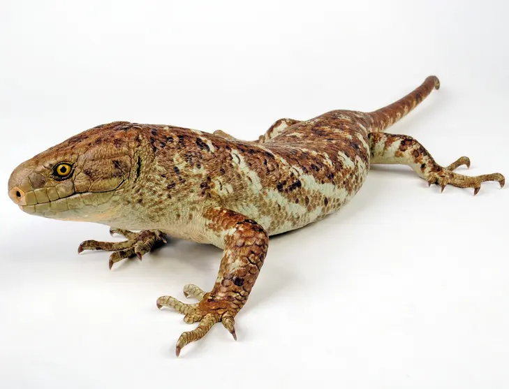 猴尾石龙子 / 所罗门蜥（Prehensile-tailed Skink）