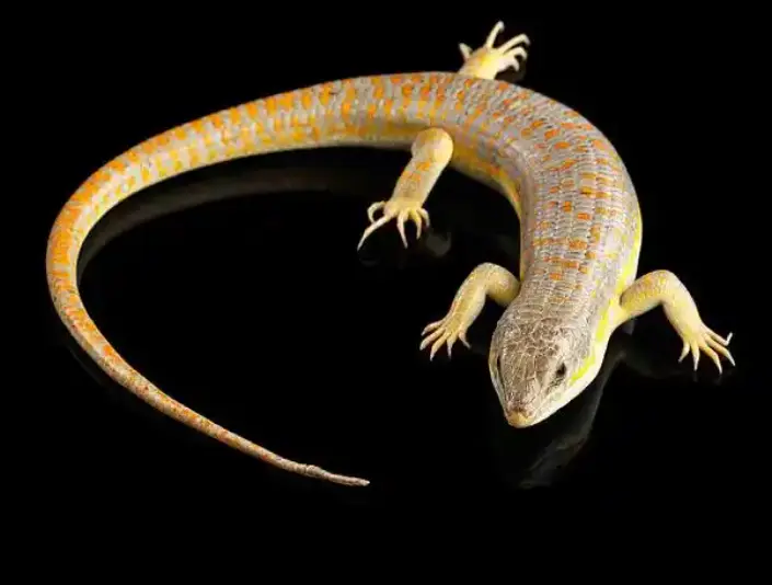 施耐德石龙子（Schneider's Skink）