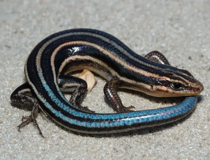 五线石龙子（Five-lined Skink）