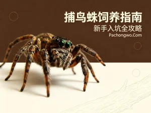 捕鸟蛛饲养指南：新手入坑全攻略