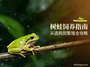 树蛙饲养指南