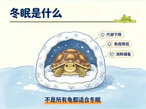 乌龟冬眠和冬化是什么