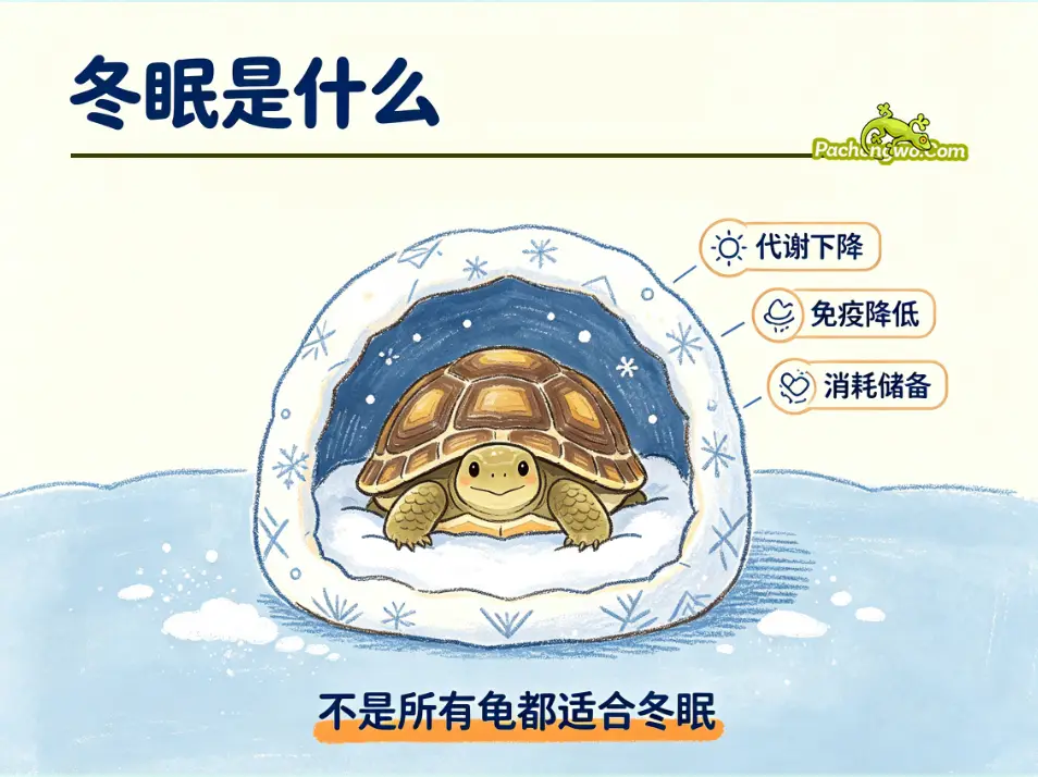 乌龟冬眠和冬化是什么