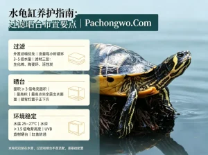水龟缸养护指南