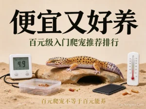 便宜又好养 | 百元级入门爬宠推荐排行
