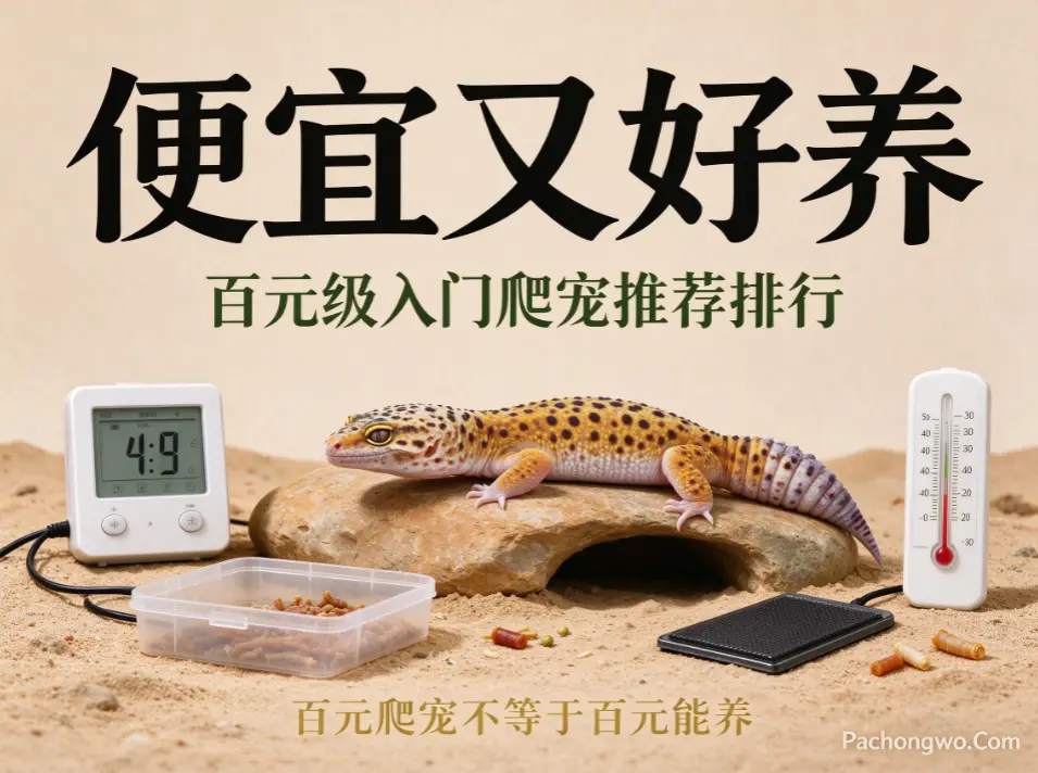 便宜又好养 | 百元级入门爬宠推荐排行