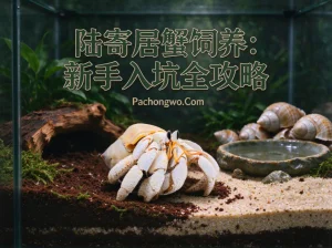 陆寄居蟹饲养：新手入坑全攻略