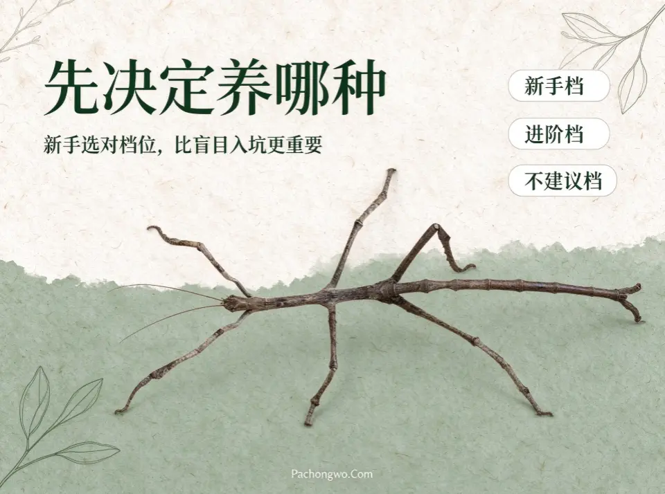竹节虫饲养指南：先决定养哪种