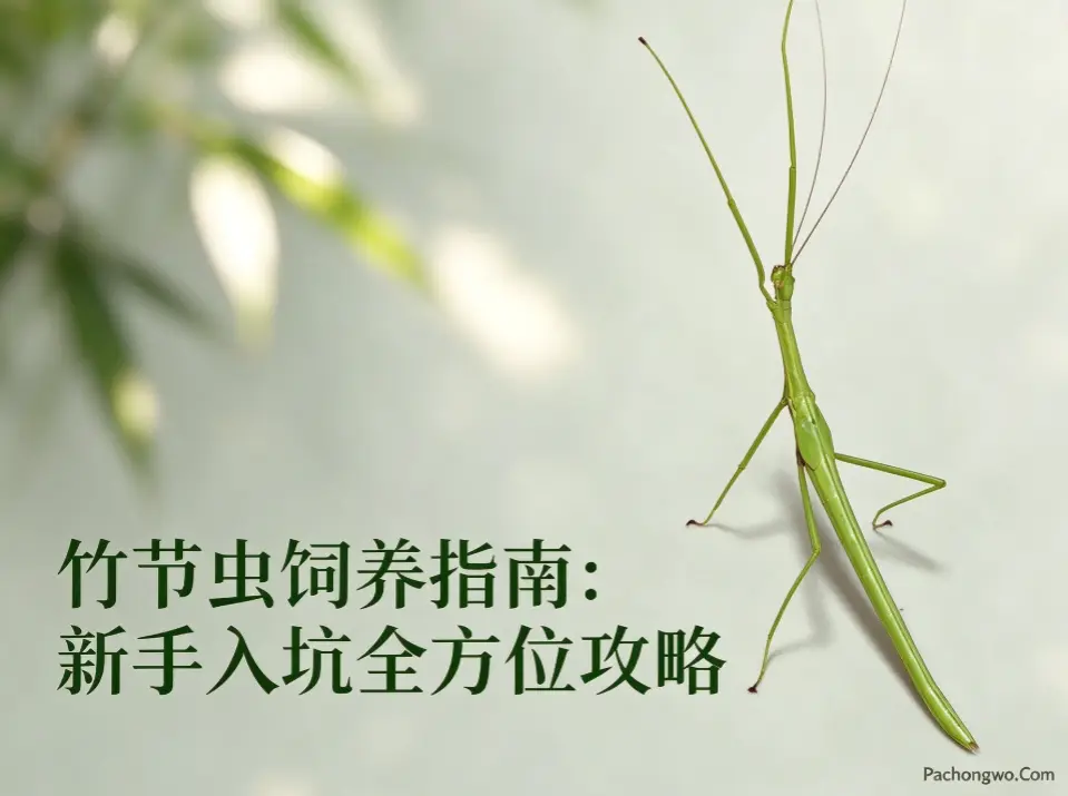 竹节虫饲养指南：新手入坑全方位攻略